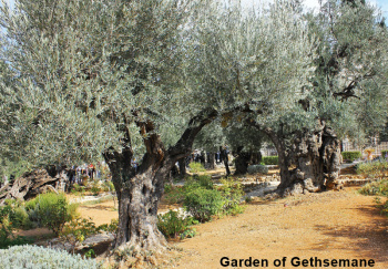 Jerusalem's Garden of Gethsemane